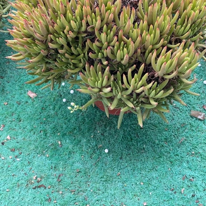 881号维思辛达多肉植物2颗