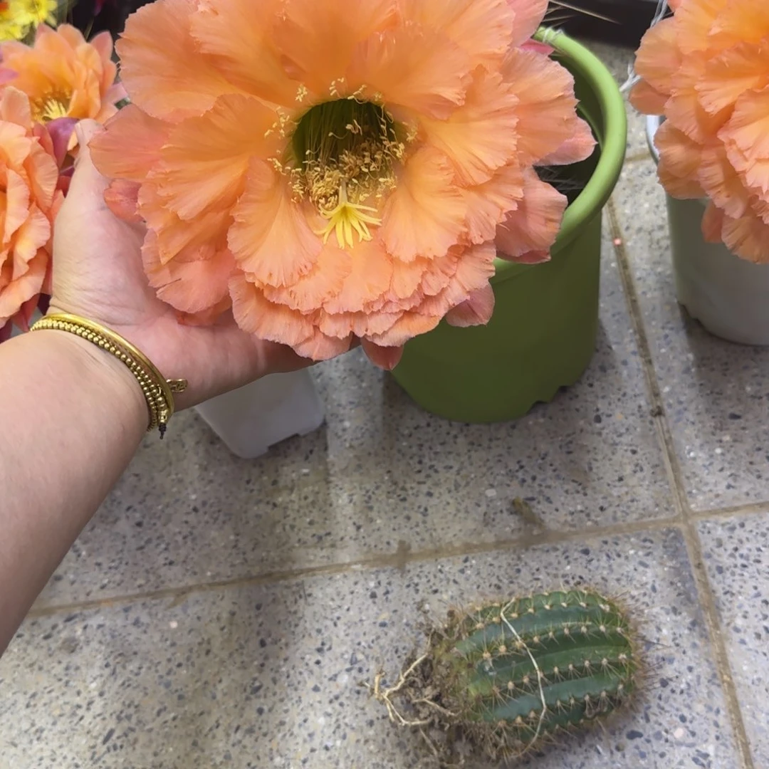 300毛花柱橙粉佳人根脱土发货7公分左右斑