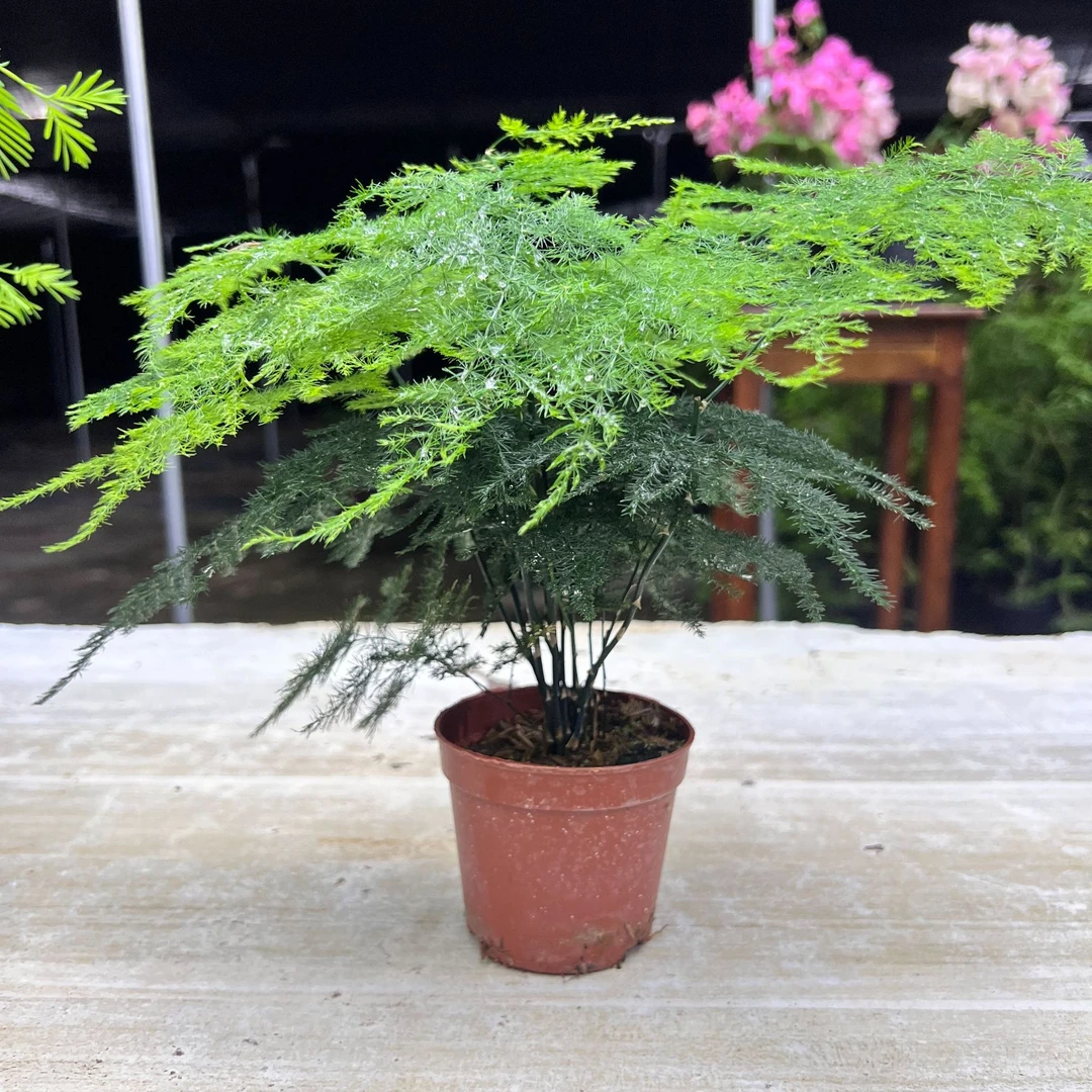 文人雅气之竹文竹四季常青茶桌书桌办公桌好养绿植