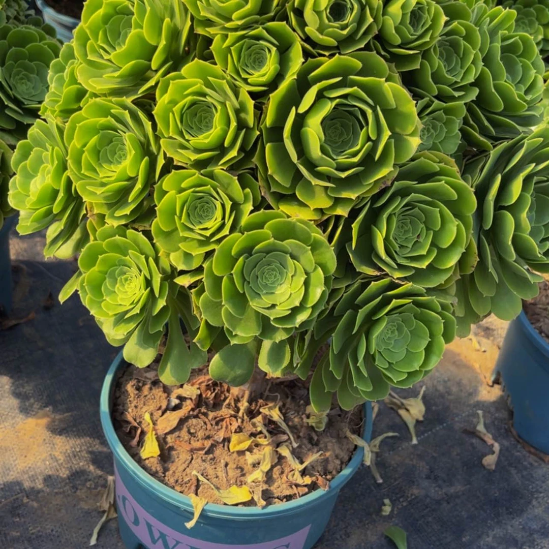 【闪购商品】71500