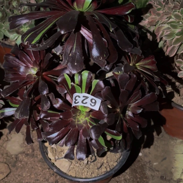 623水墨丹青多肉植物不售后