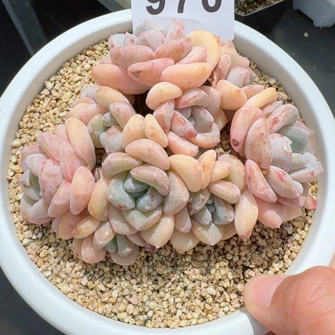 千山雪        精美多肉植物