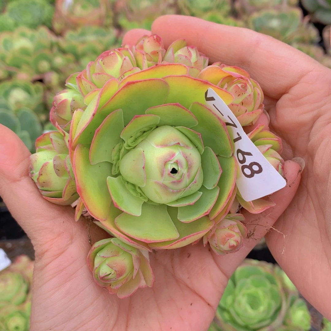 7168会掉侧芽可可西
