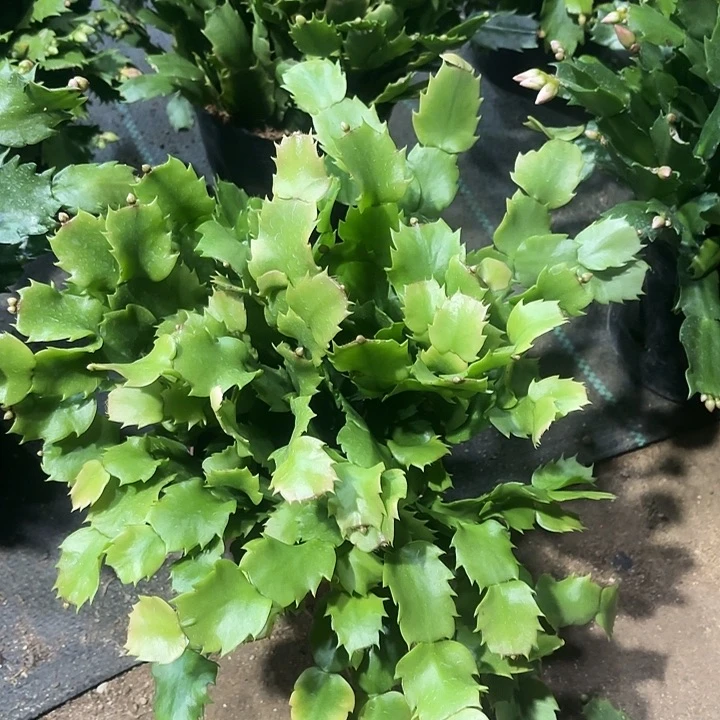 李****当前无花栽培后可以开花
