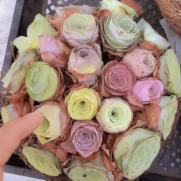 精品大花22颗起玫瑰