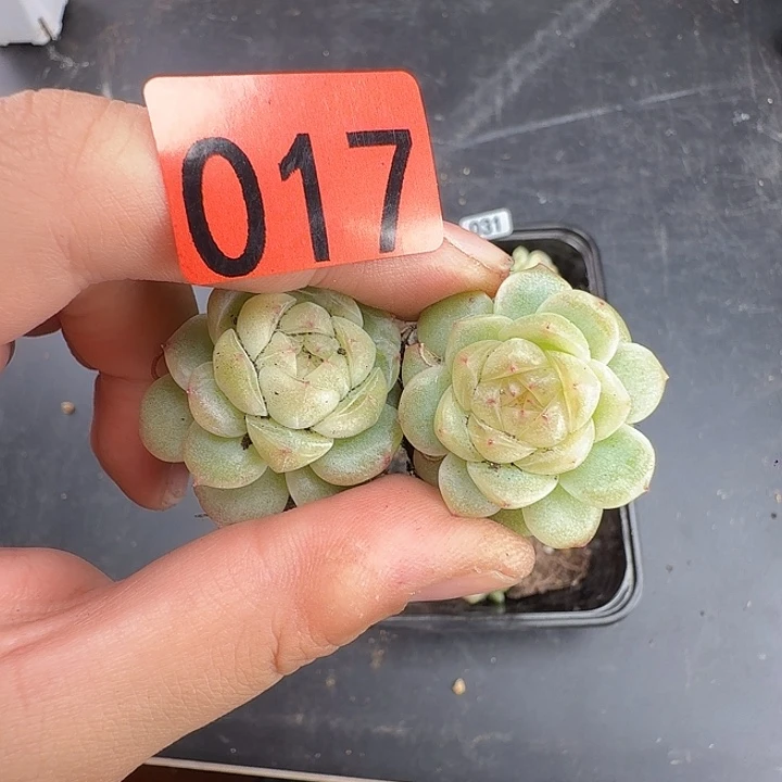 梧***.017啦啦啦啦福利啦啦啦两个