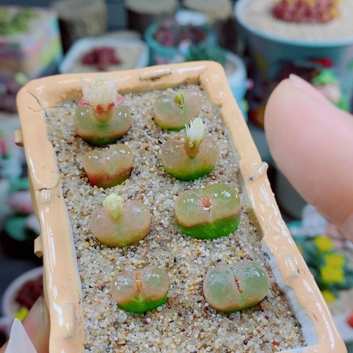 生石花花花花花花花995