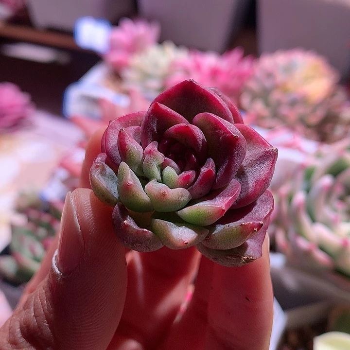 用***1红锦珍妮锦锦锦锦