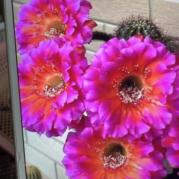 闪耀侧芽4公分彩草20包邮)