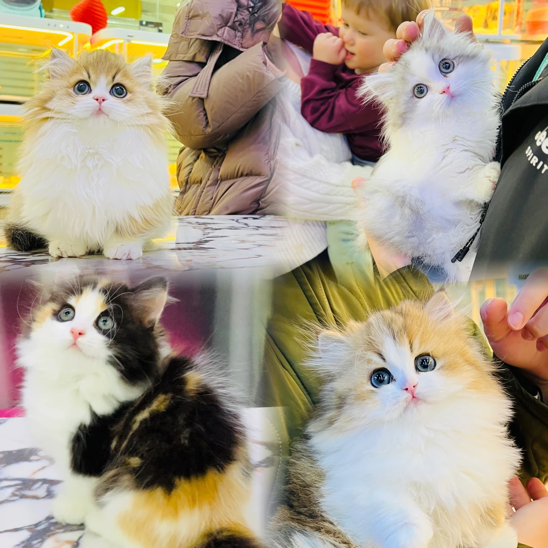 【天津小宠当家】精品猫猫活体链接 矮脚米努特曼基康拿破仑高地