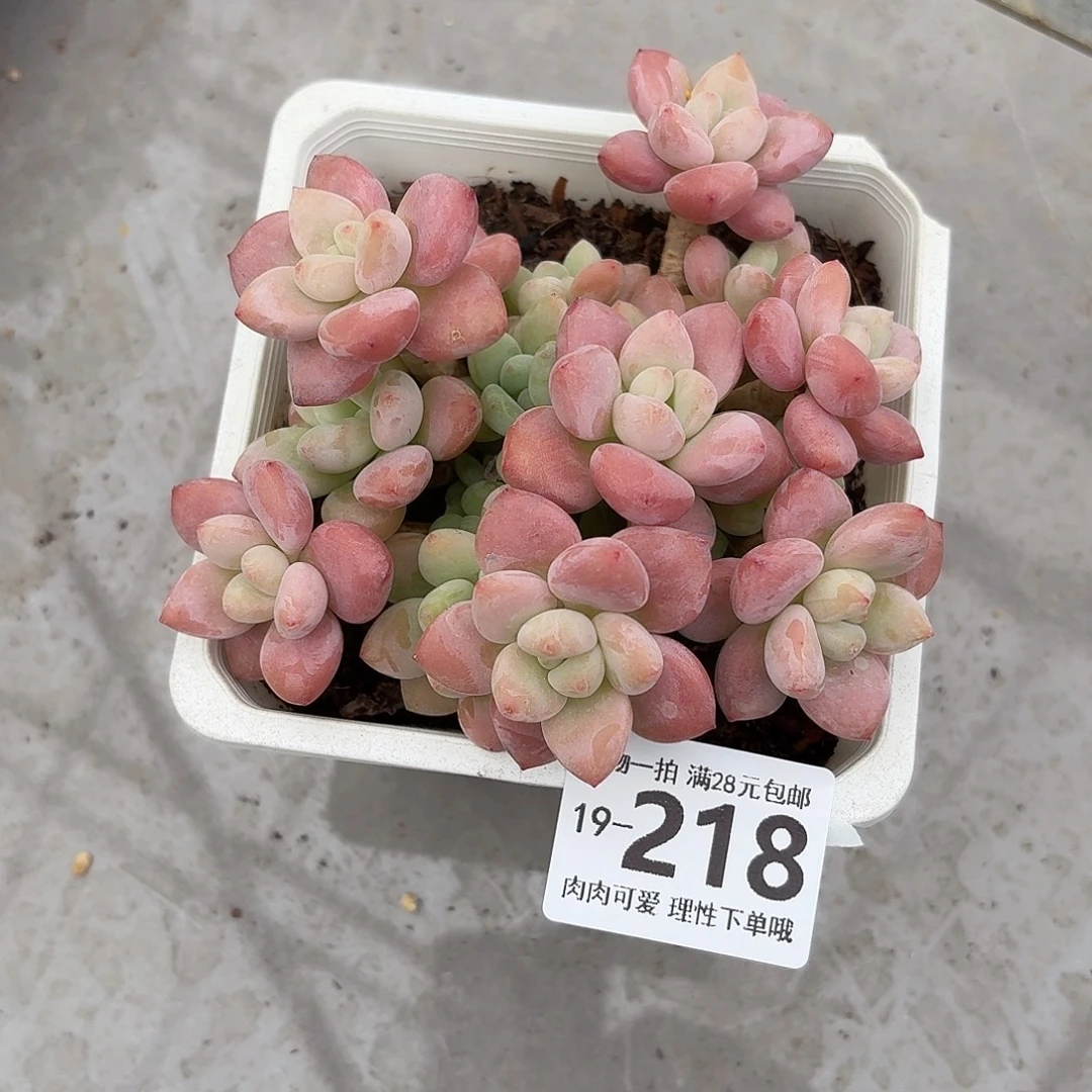 红洛神无盆土发货