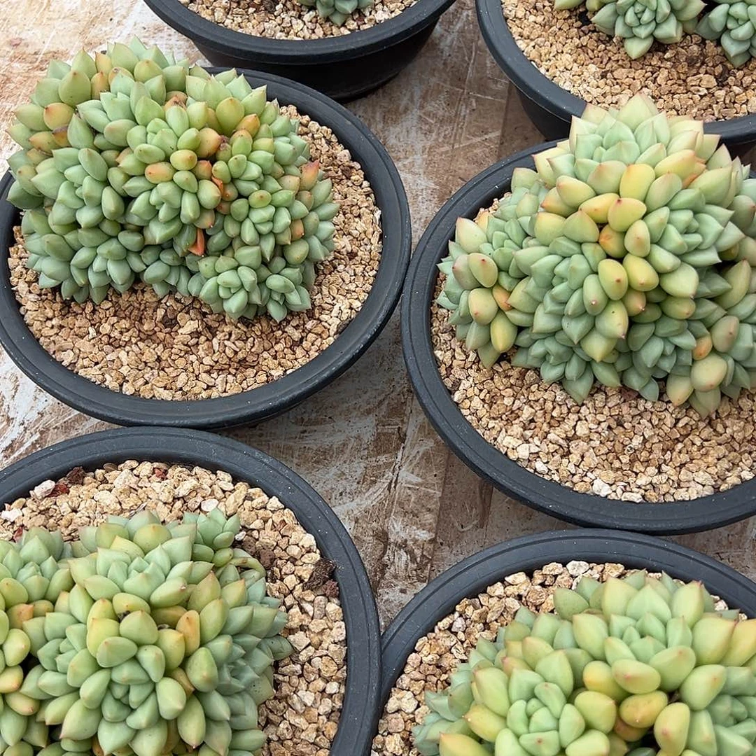 黄金象牙群生15厘米可以