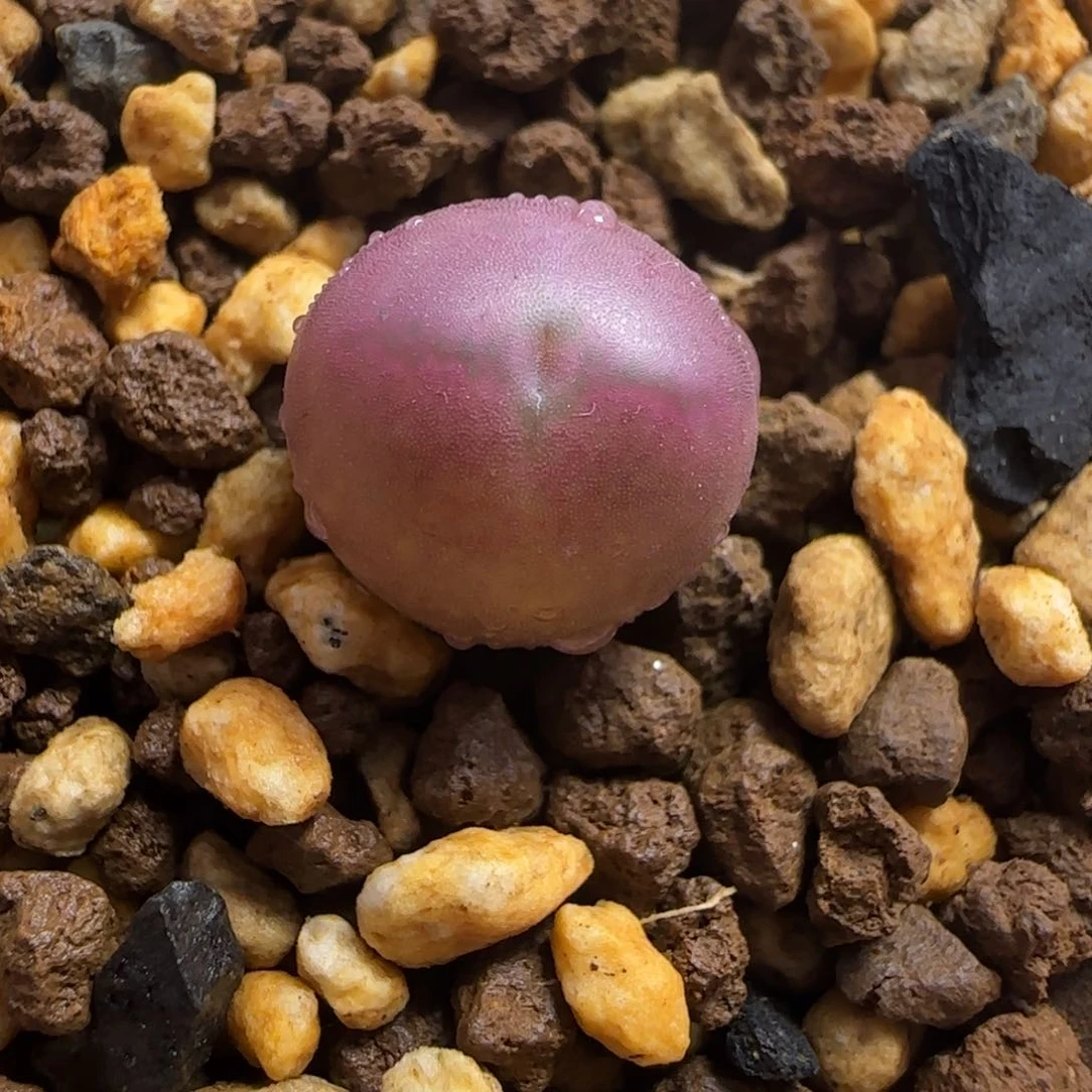 2.2号多肉桃杂将31号