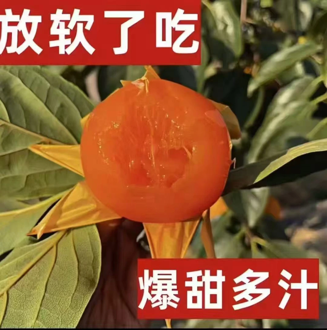陕西富平大尖柿新鲜水果软甜放软食用清甜可挂柿饼