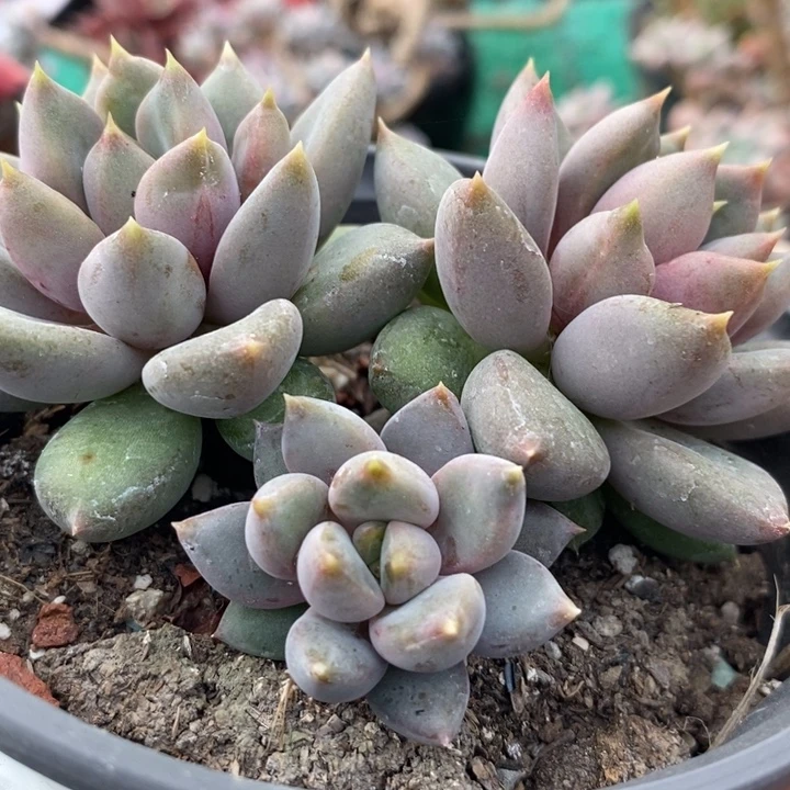 黄金象牙无砍多肉