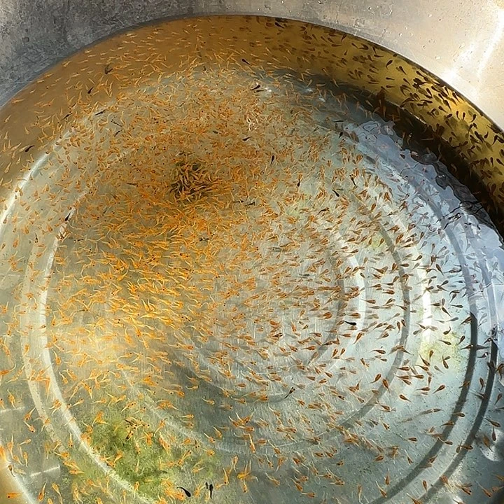 海水免费送的小鱼苗