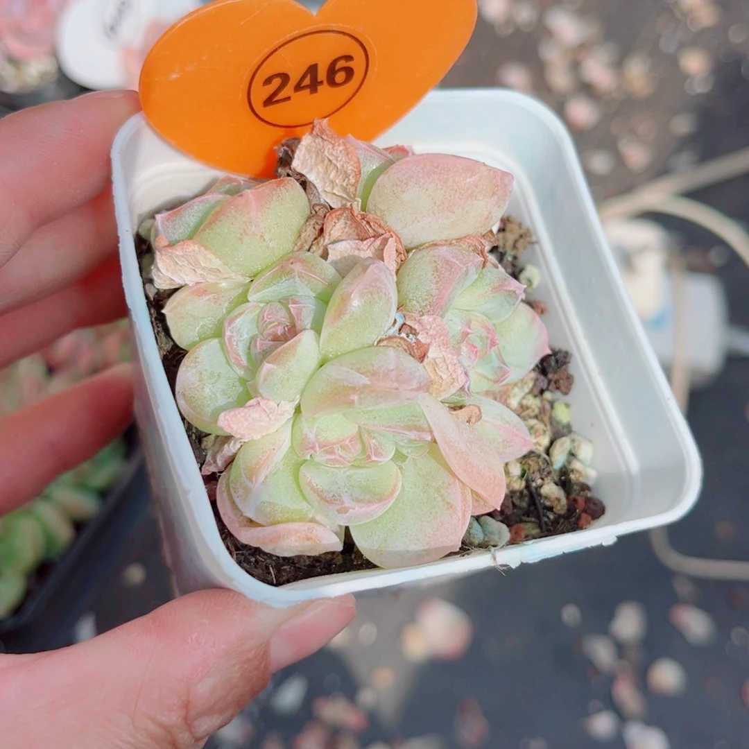 ****犀246号小老桩珍妮群
