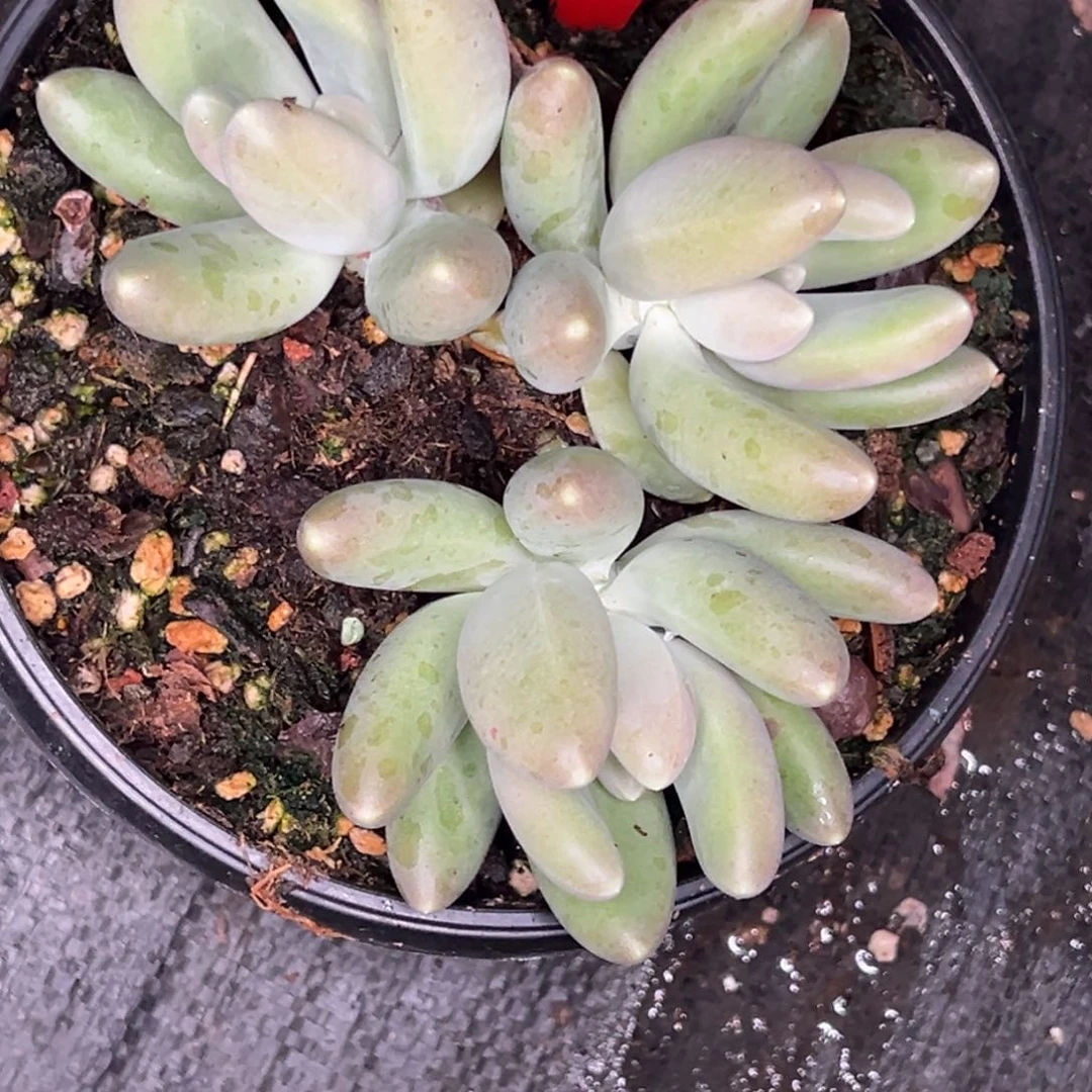 2612号晚上多肉植物群生