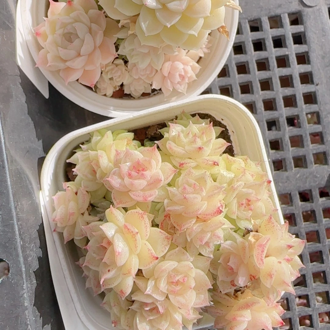 a***a花语多肉1229-108109两个散