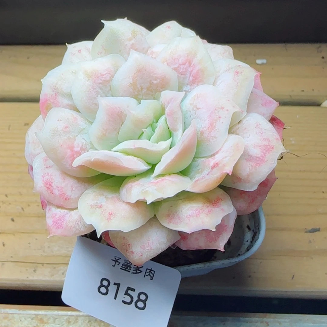 泡泡纱裙，8158多肉植物