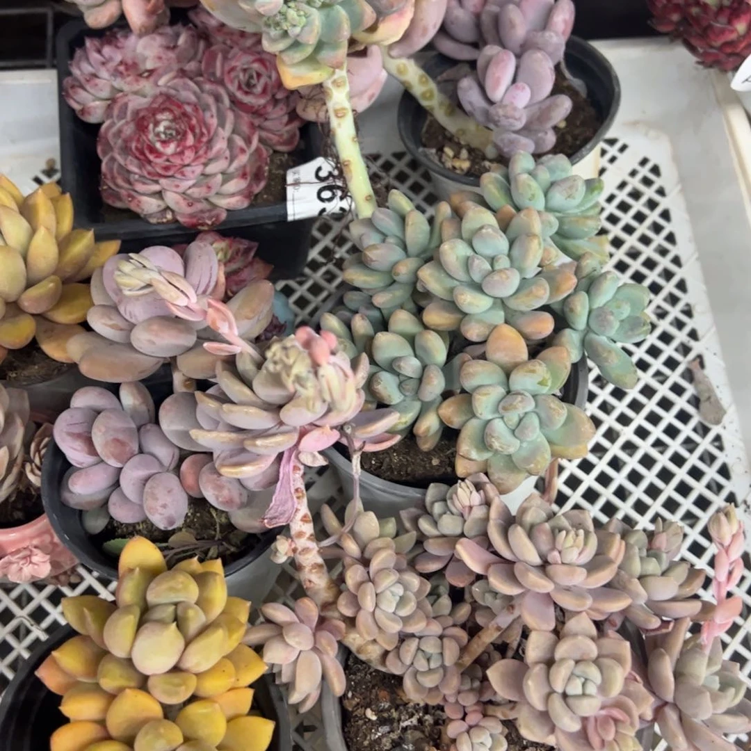 橙雪球 香水奶糖 象牙双头 克洛伊四合一