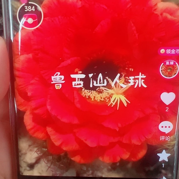 毛花柱 101   13公分左右  瑕疵