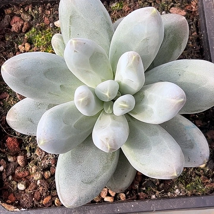 拉布布美人特价多肉美人