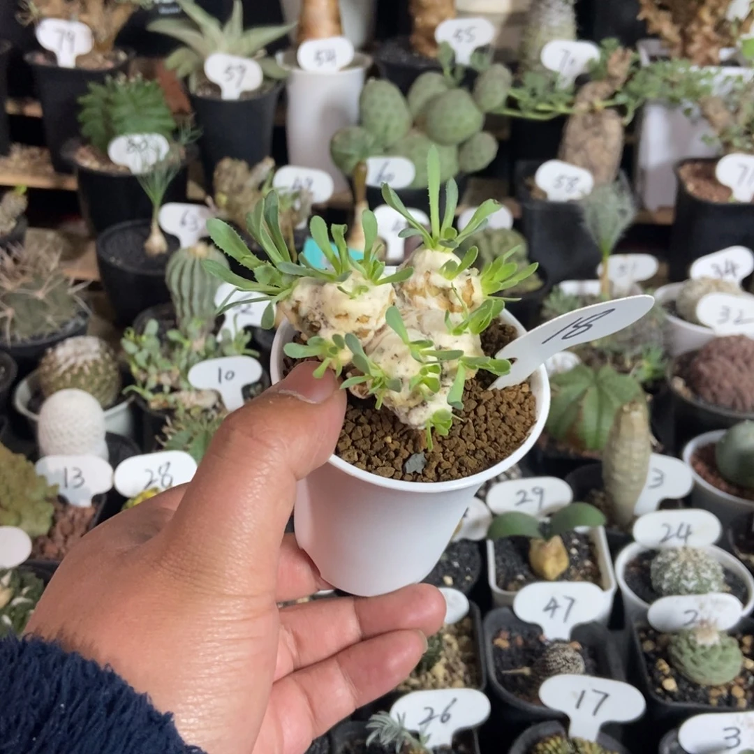 刨花后盾菊一物一拍