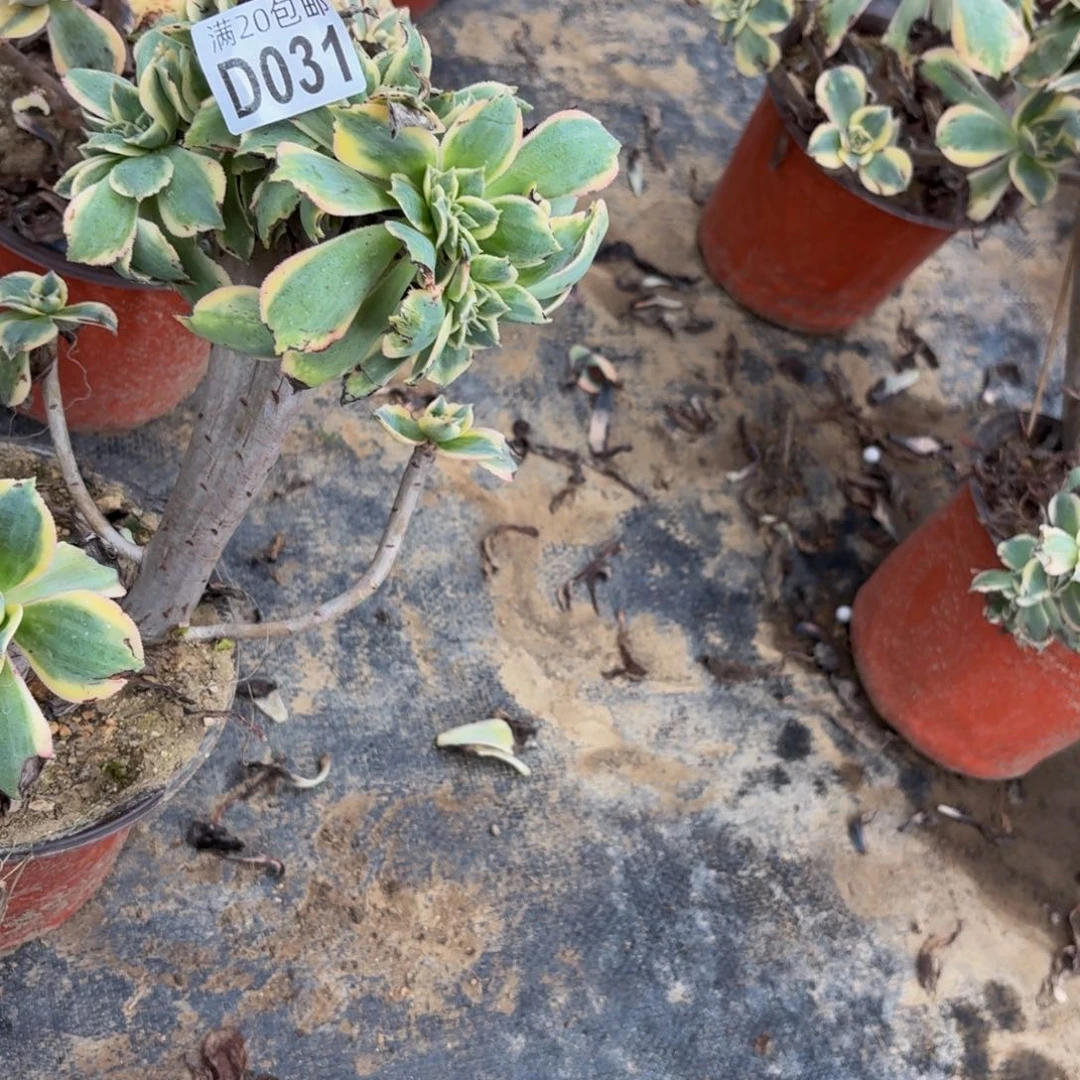 31多肉植物捧花的时候