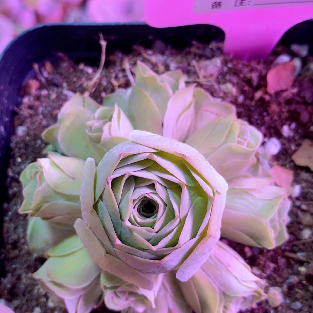 斗***移山地玫瑰一物一拍602雪霁