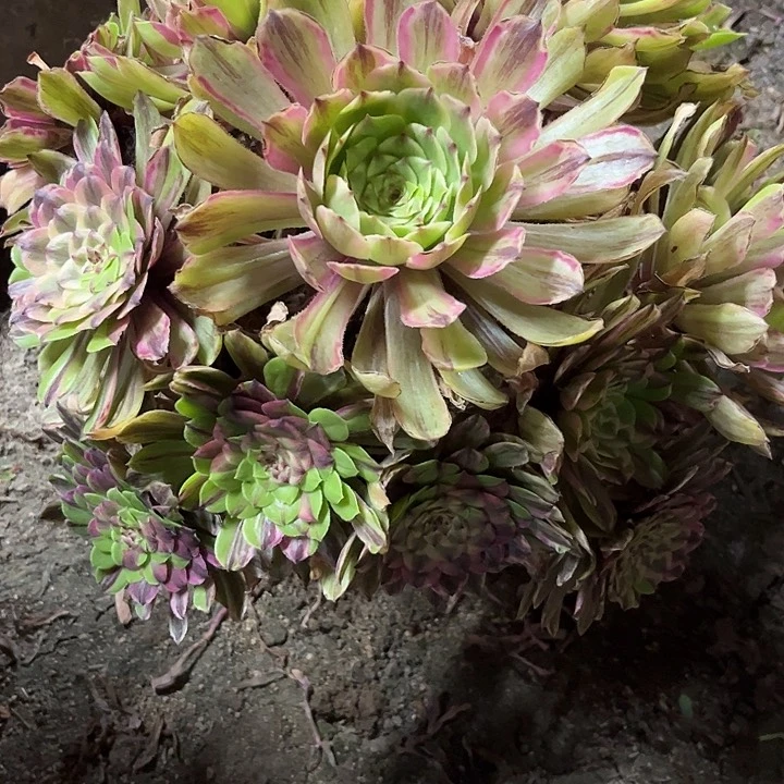 多肉植物花脸粉黛锦。