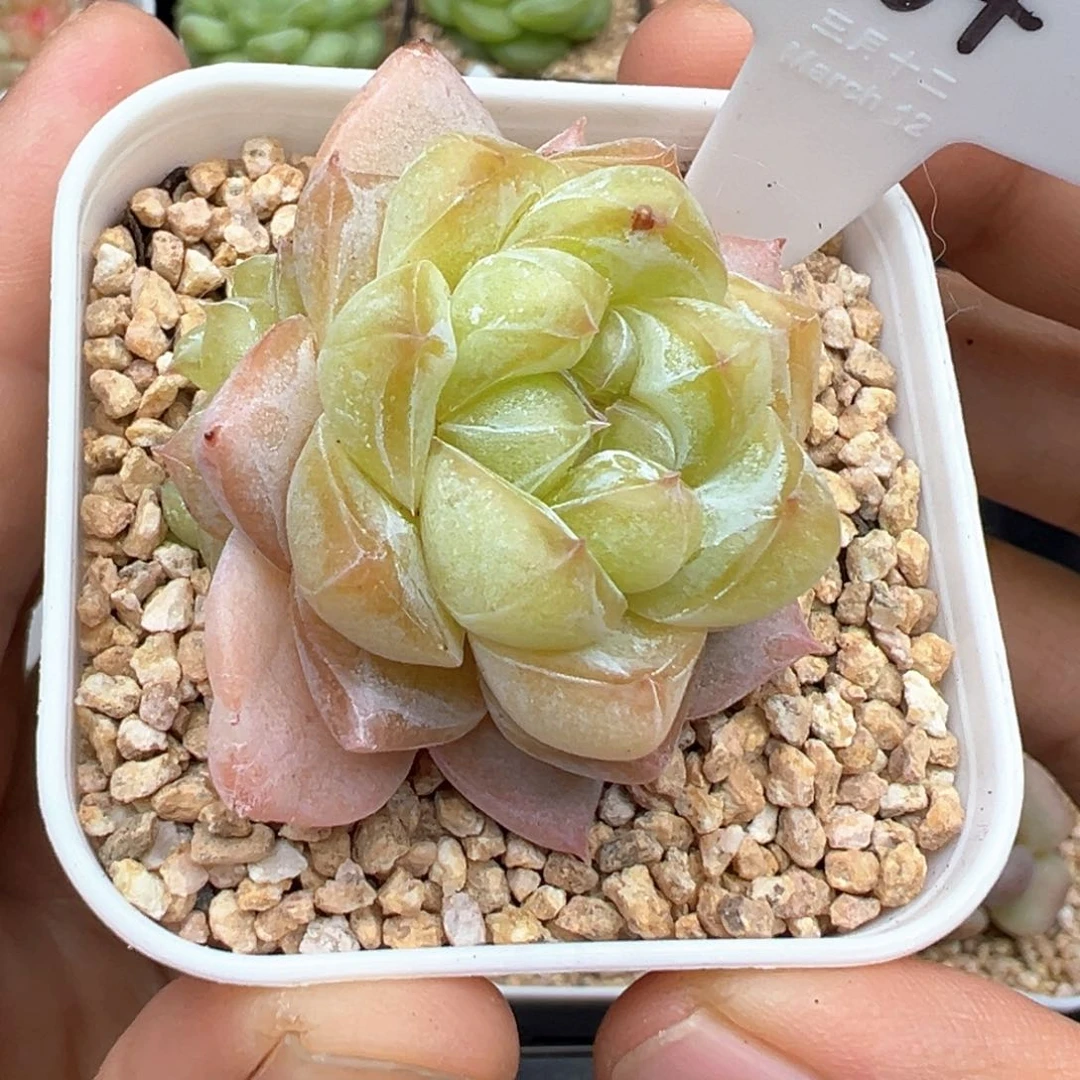 164号松花珍妮带崽