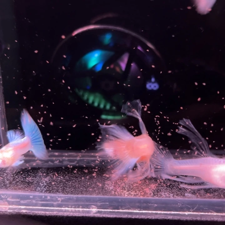 孔雀鱼蓝白大C2对