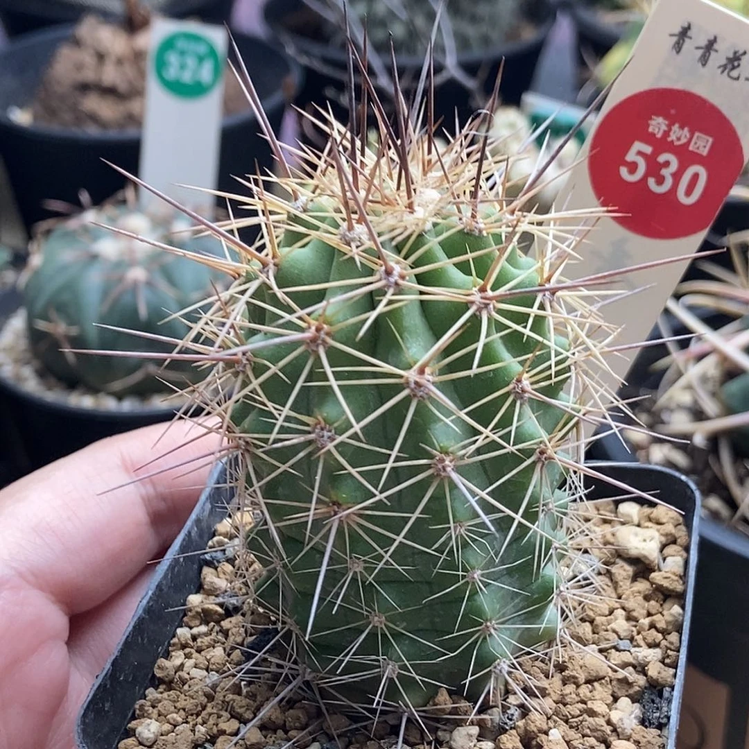 实生狂刺虾一棵仙人球