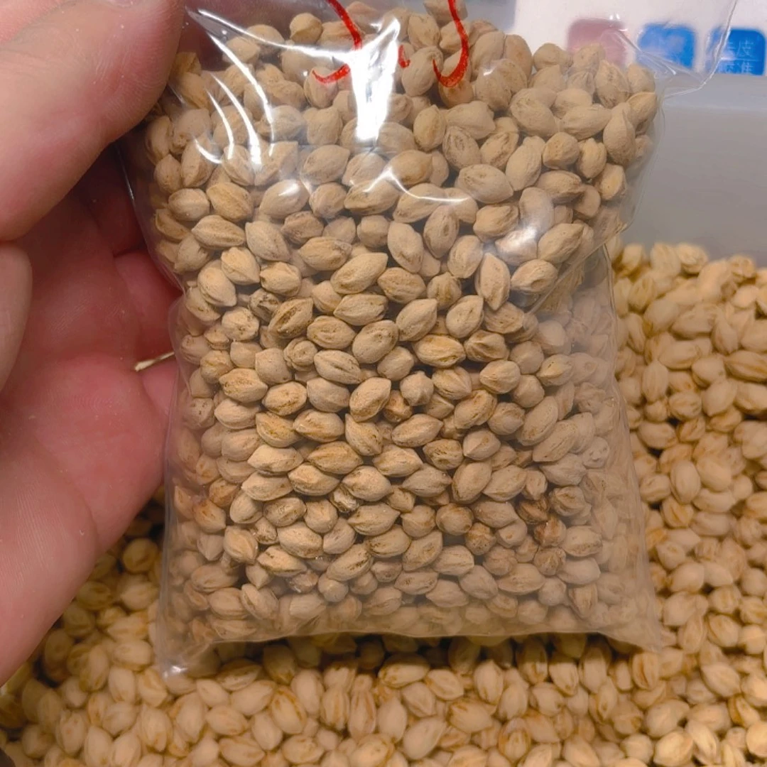 扶***。柏香籽散子 190 克散子