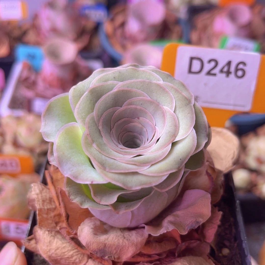 单颗玫瑰一物一拍D246