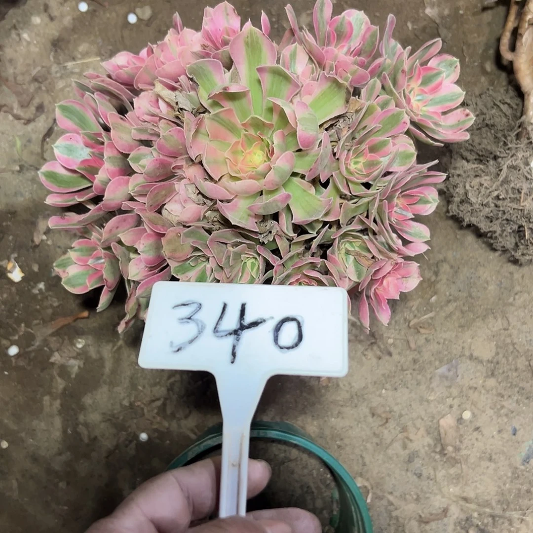 多肉植物粉女巫法师340断支