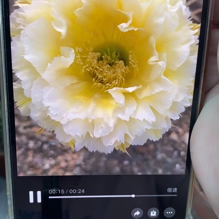 彩草黄牡丹侧芽3.5公分左右
