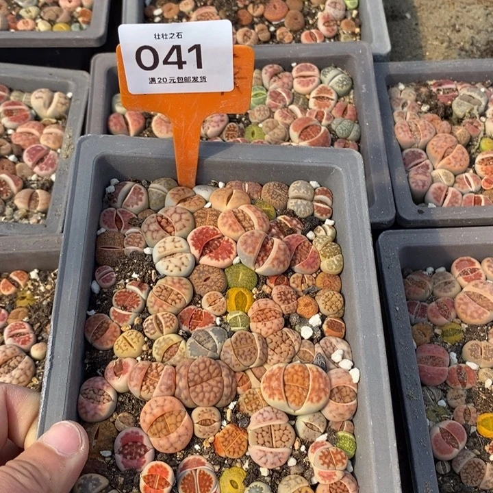 胖****@041生石花小苗长