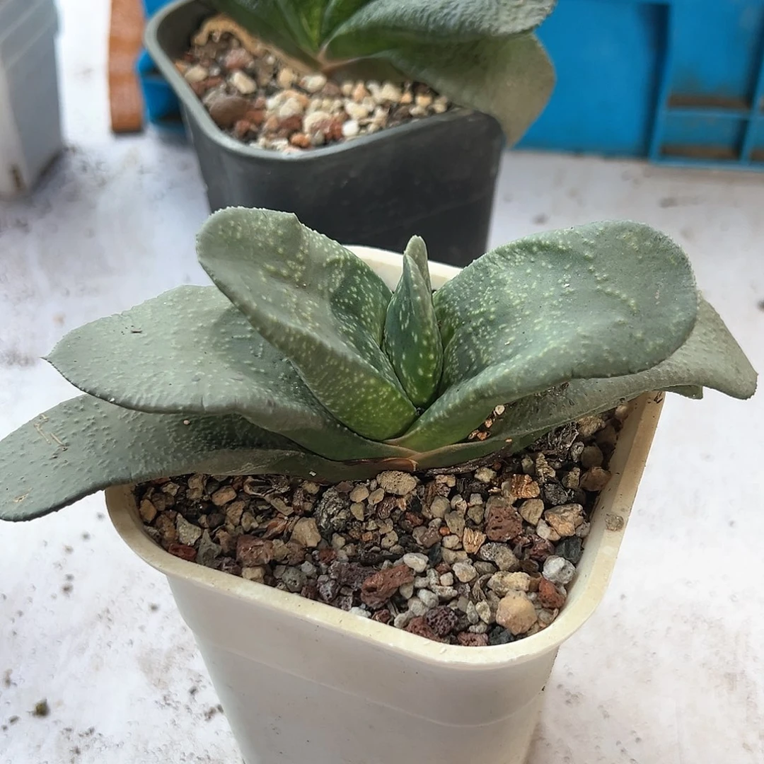 用****8多肉肉锥 蜗牛一颗