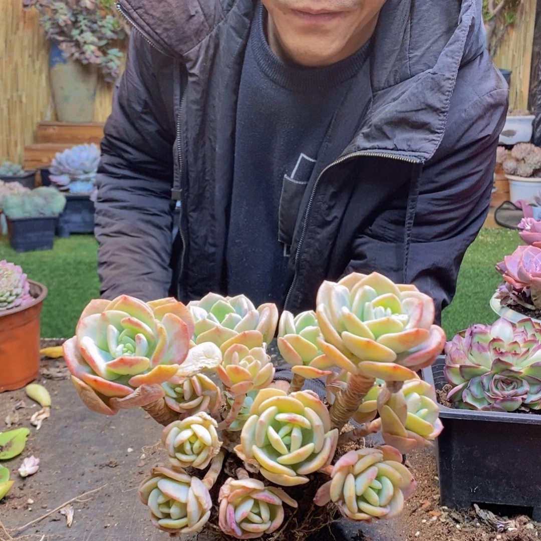 四***夕H296号白月光老桩