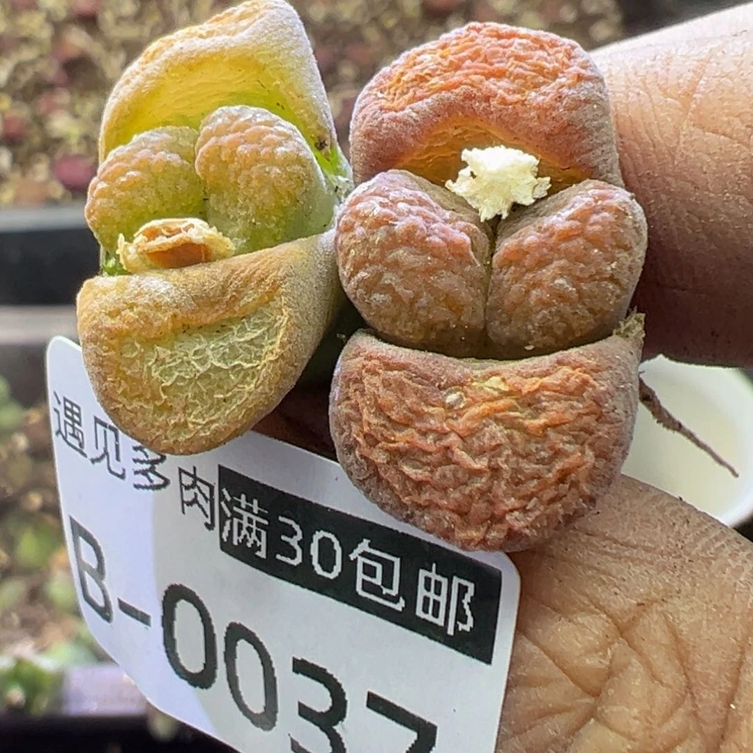 多肉植物111111111111111