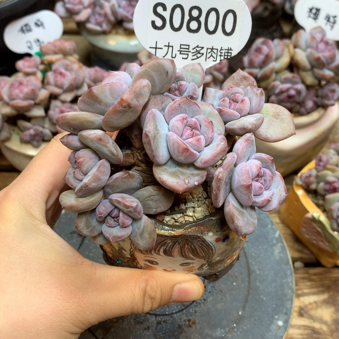 S0800 突尼斯 9.5cm