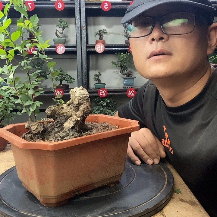 玩***弓无花朵小叶榔榆一个
