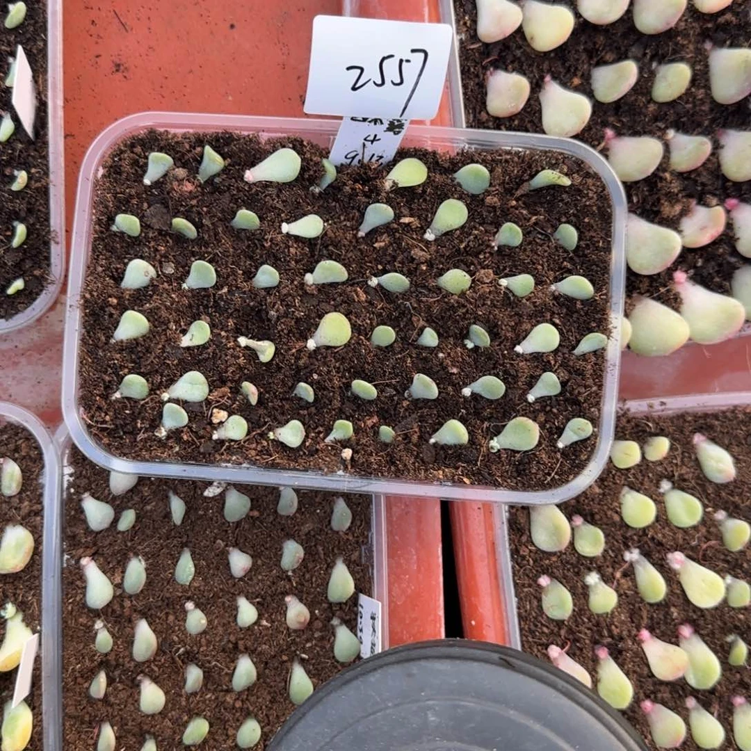 2557 量22左右满20包邮