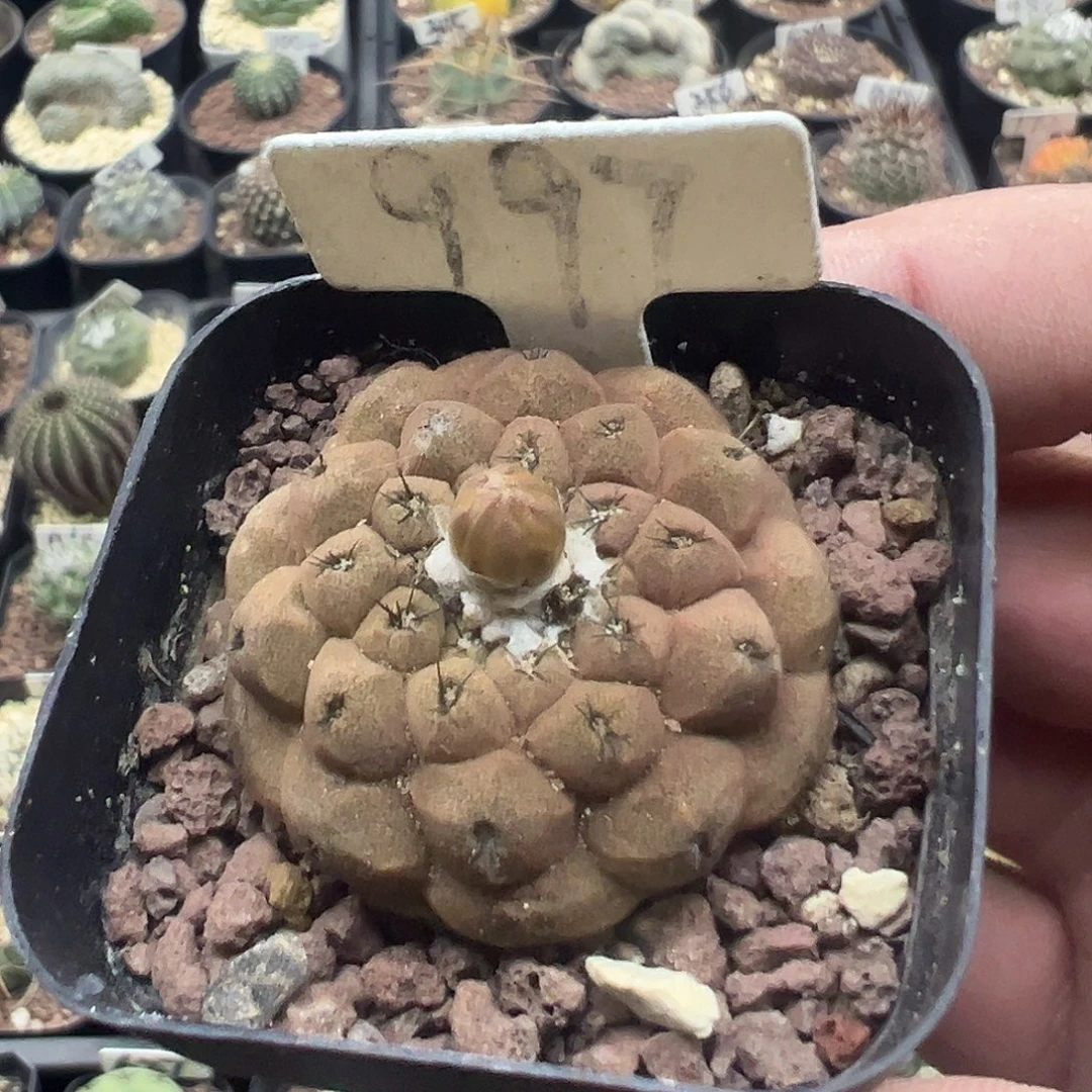 997蜥蜴皮实生5555