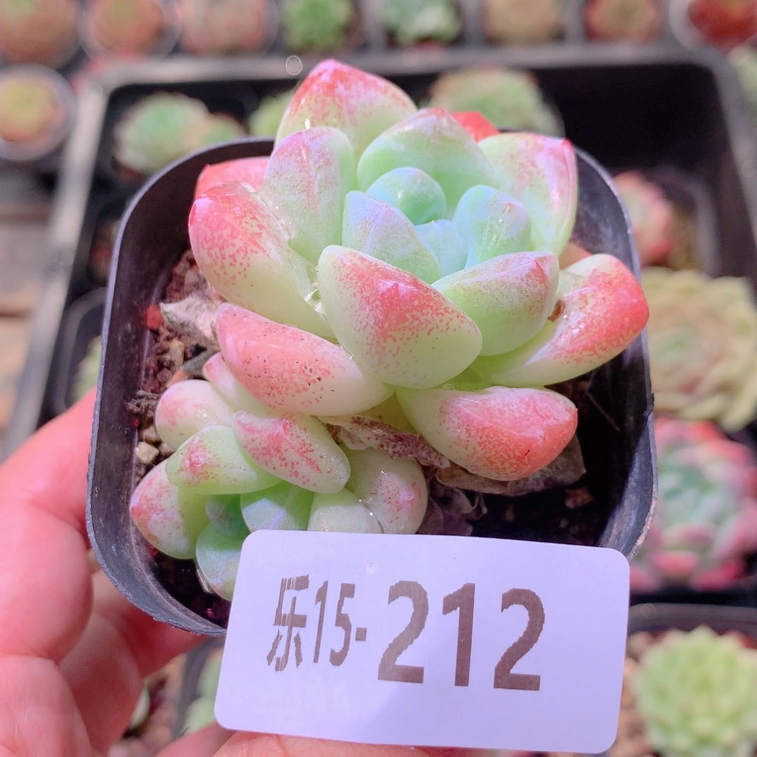 乐然15-212 冰玉双头