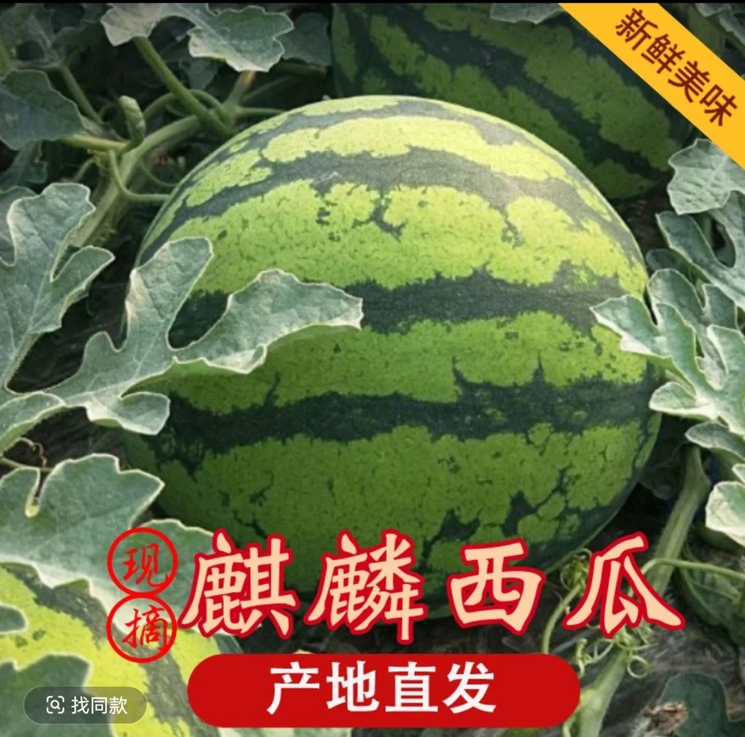 【坏的包赔】正宗超甜8424西瓜现摘冰糖麒麟2-9斤当季美都皮薄