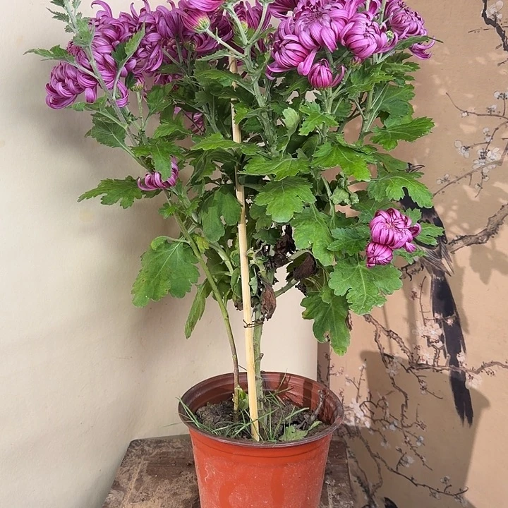 完全开放K33333333