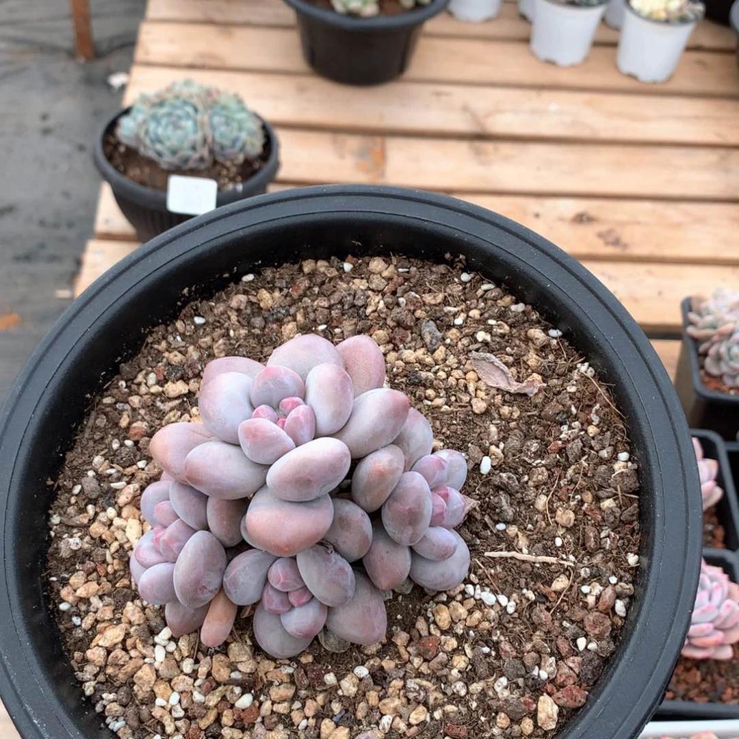 9.8厘米四头香水多肉3182